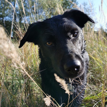 Ronja